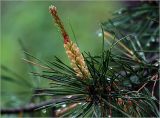 Pinus sylvestris. Верхушка побега с микростробилами и каплями дождя на иглах. Московская обл., Раменский р-н, окр. дер. Хрипань, садовый участок. 26.05.2023.