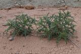 Echinops maracandicus. Вегетирующие растения. Таджикистан, Согдийская обл., Исфара, глинисто-каменистое дно долины. 1 мая 2023 г.