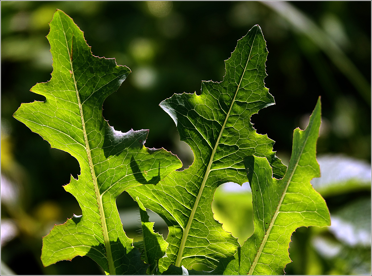 Изображение особи Lactuca serriola.