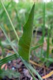 genus Hieracium