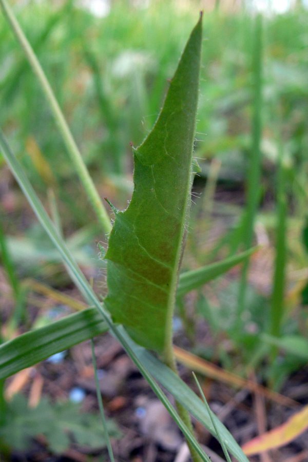 Image of genus Hieracium specimen.