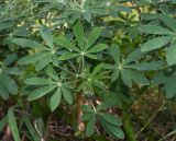 Crotalaria grahamiana