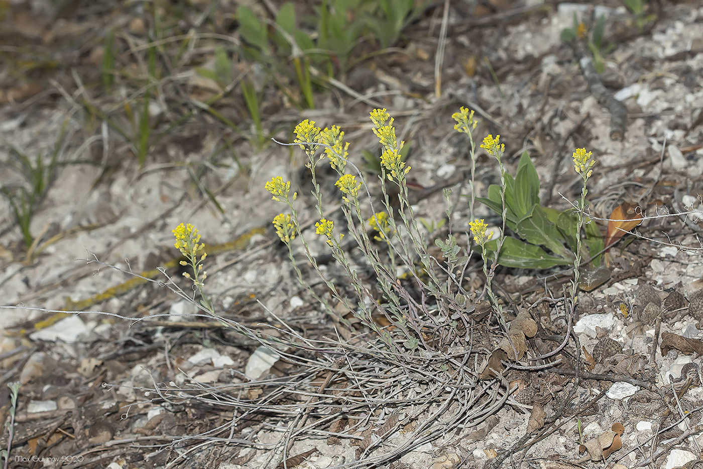 Image of Alyssum trichostachyum specimen.