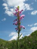 Pedicularis elata. Верхушка цветущего растения. Казахстан, Восточно-Казахстанская обл., Калбинский Алтай, окр. пер. Таргын, склон западной экспозиции, лугово-степной пояс, на мелкозёме. 22 июня 2023 г.