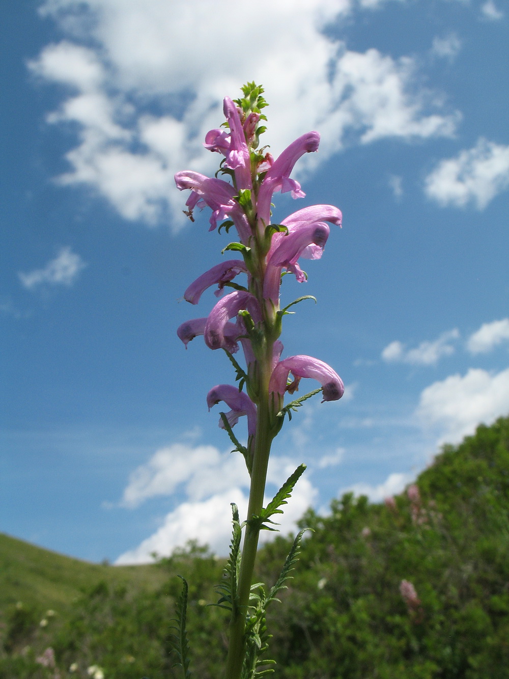 Изображение особи Pedicularis elata.