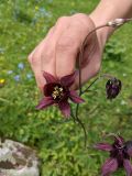 Aquilegia atrovinosa