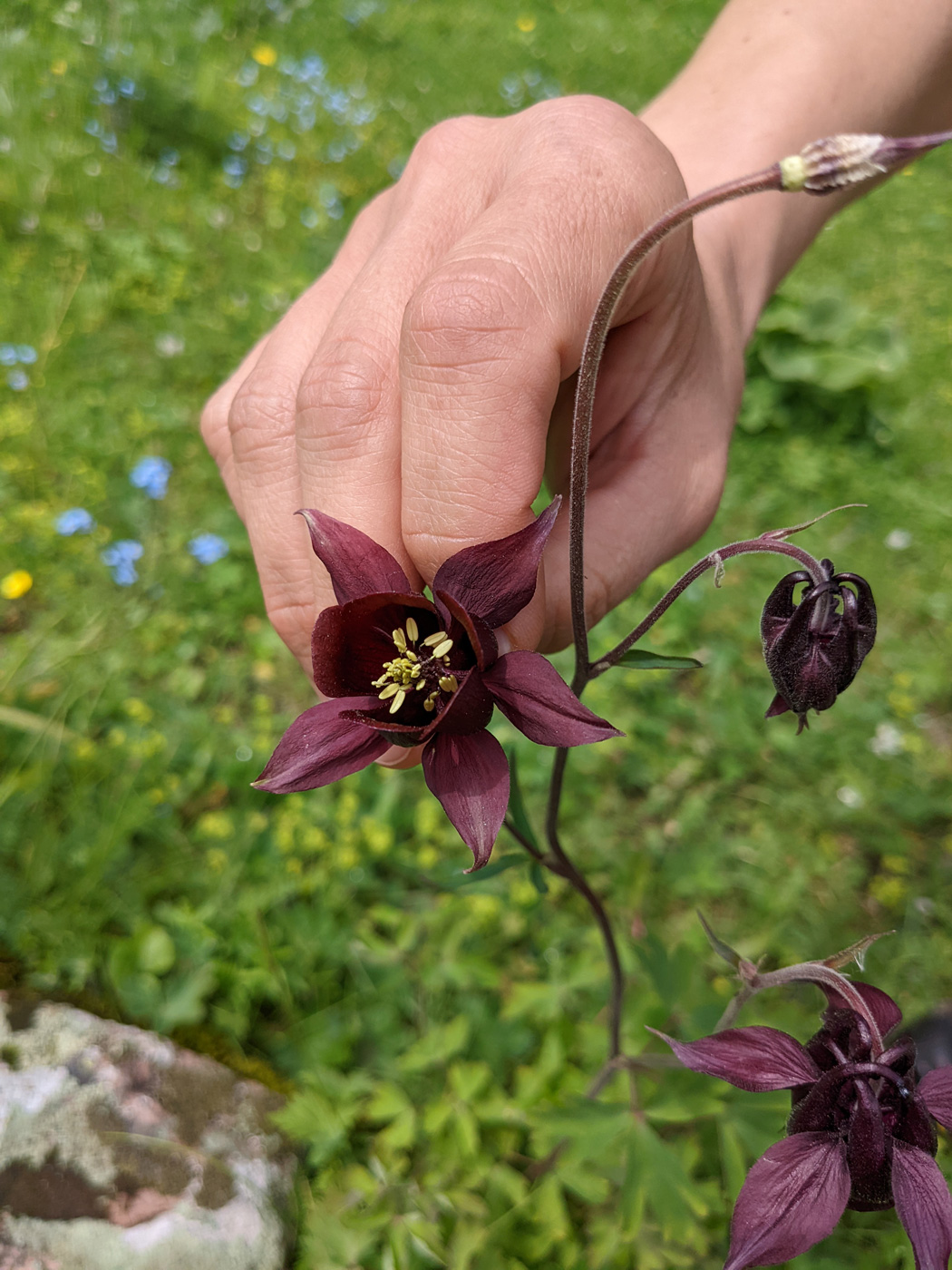 Изображение особи род Aquilegia.