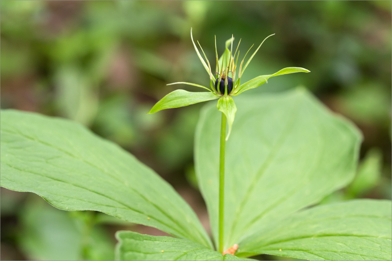 Image of Paris quadrifolia specimen.