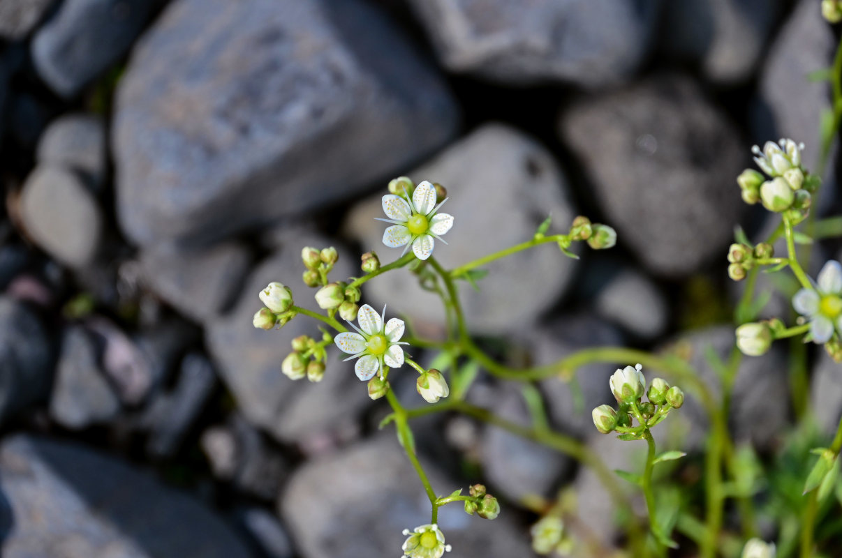 Image of Saxifraga spinulosa specimen.