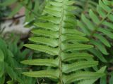 Polystichum munitum. Вайя (абаксильная сторона с незрелыми сорусами). Московская обл., г. Видное, садовый участок, кислый цветник. 30.09.2023.