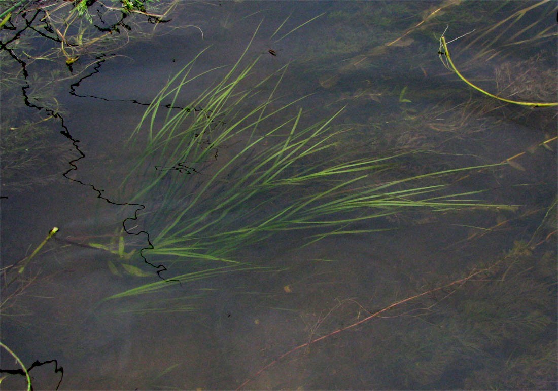 Image of Schoenoplectus lacustris specimen.