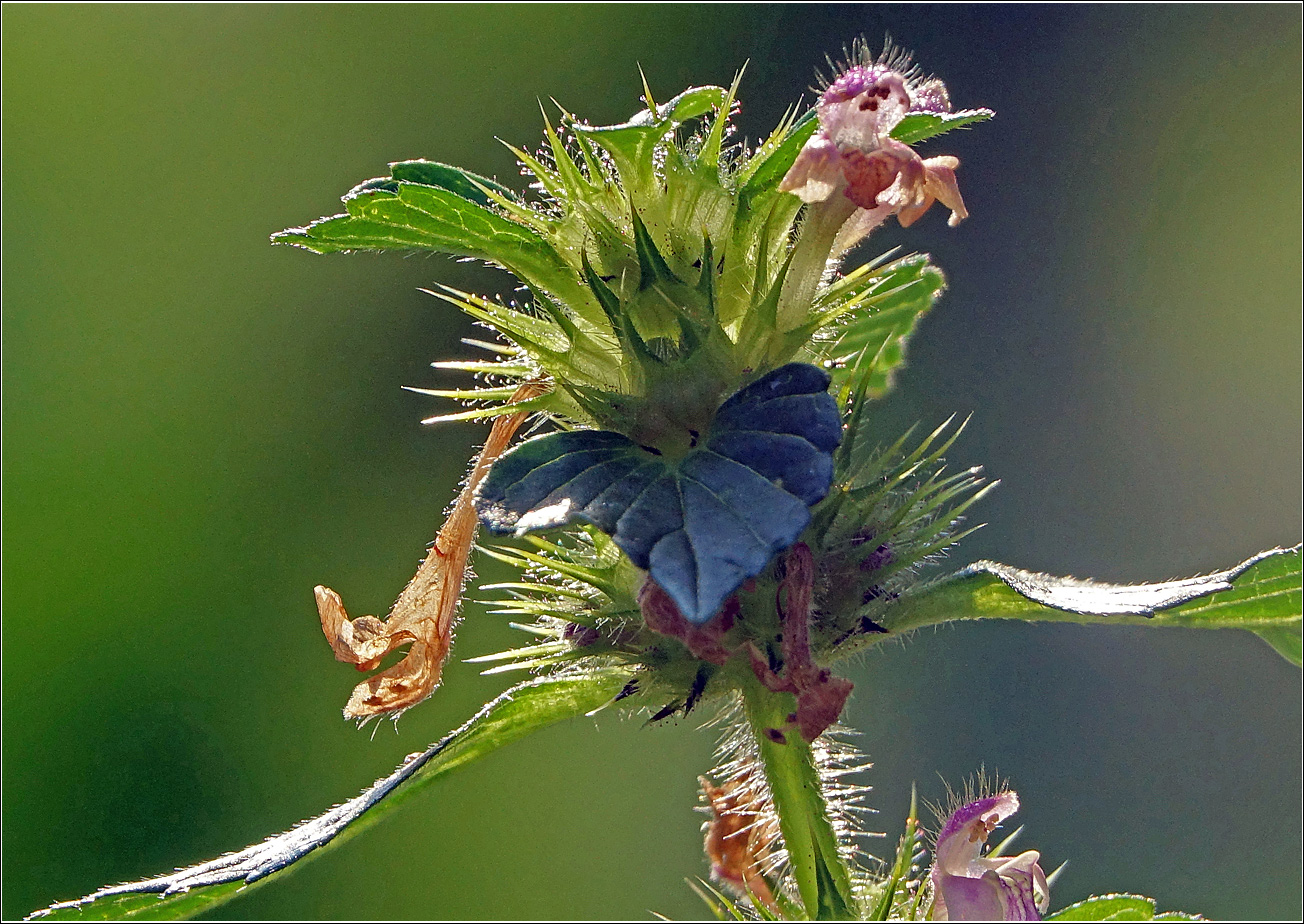 Image of Galeopsis bifida specimen.