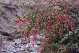 Berberis nummularia