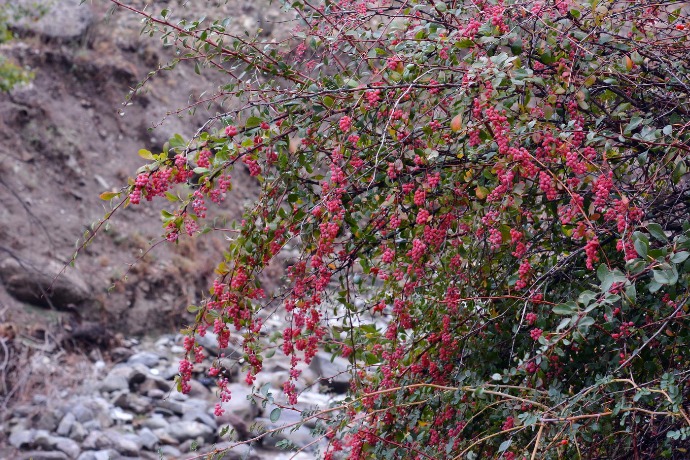 Image of Berberis nummularia specimen.