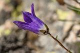 Campanula besenginica