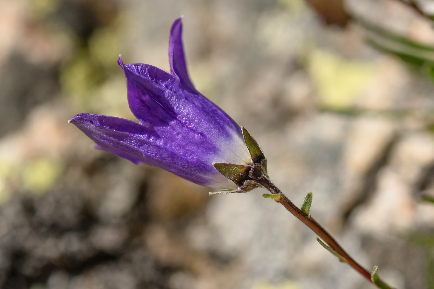 Изображение особи Campanula besenginica.