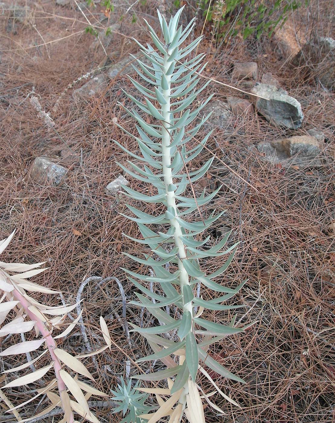 Изображение особи Euphorbia rigida.