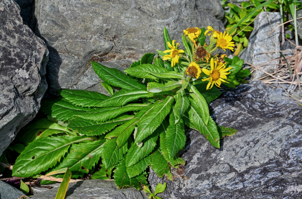 Изображение особи Senecio pseudoarnica.