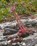 Sempervivum pumilum. Цветущее растение. Карачаево-Черкесия, Урупский р-н, хр. Загедан, Загеданские озёра, ≈ 2600 м н.у.м., морена, альпийский луг, на скале. 08.08.2023.