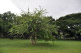 Crescentia alata. Плодоносящее растение. Таиланд, Бангкок, парк Люмпини, центральная часть парка. 30.08.2023.