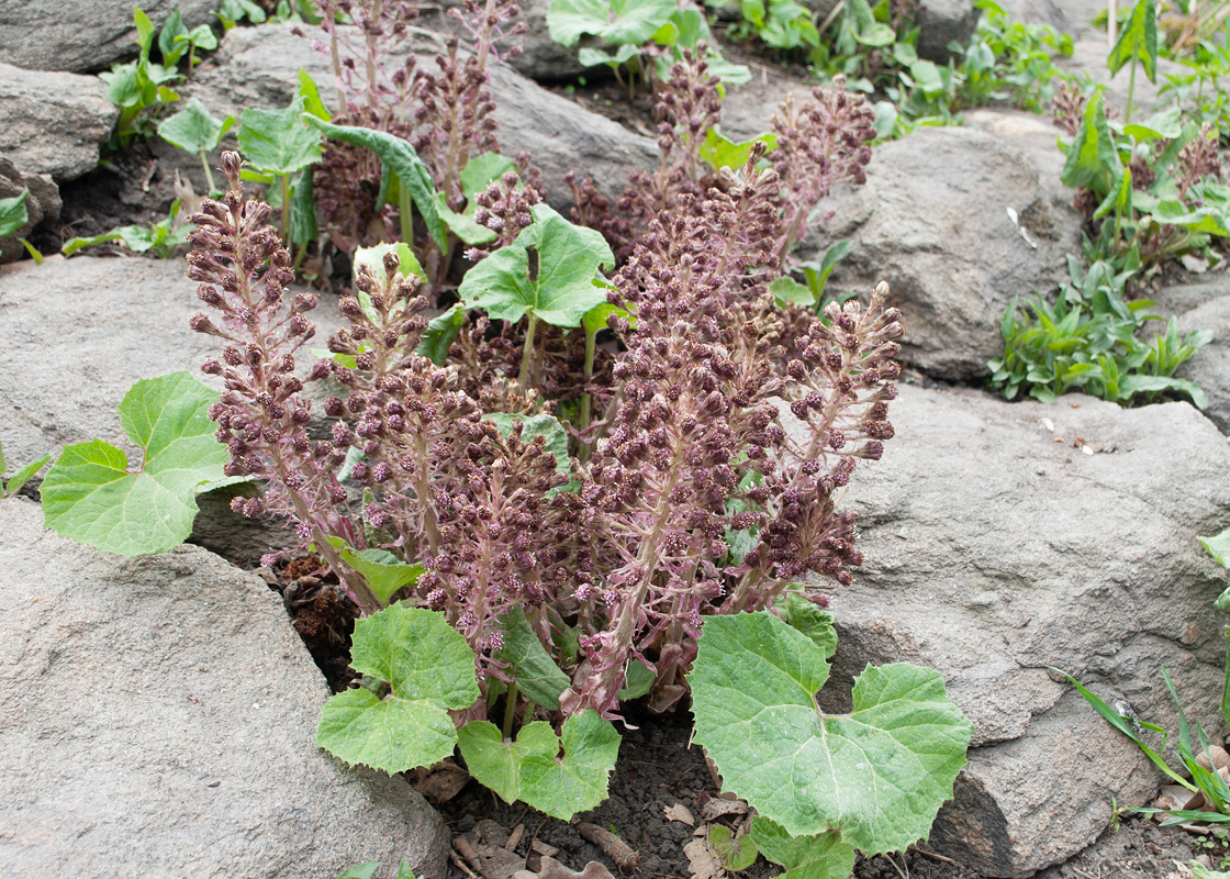 Image of Petasites hybridus specimen.