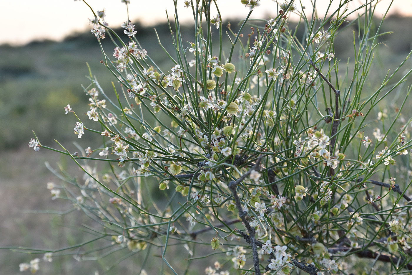 Image of Calligonum aphyllum specimen.