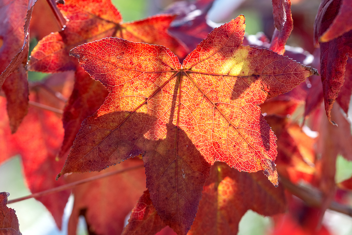 Изображение особи Liquidambar styraciflua.