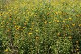 Inula salicina