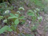 Dorycnium graecum. Верхушка побега с соцветиями. Краснодарский край, м/о г. Геленджик, хр. Коцехур, гора Мемедо, широколиственный лес, обочина горно-лесной дороги. 23.05.2015.