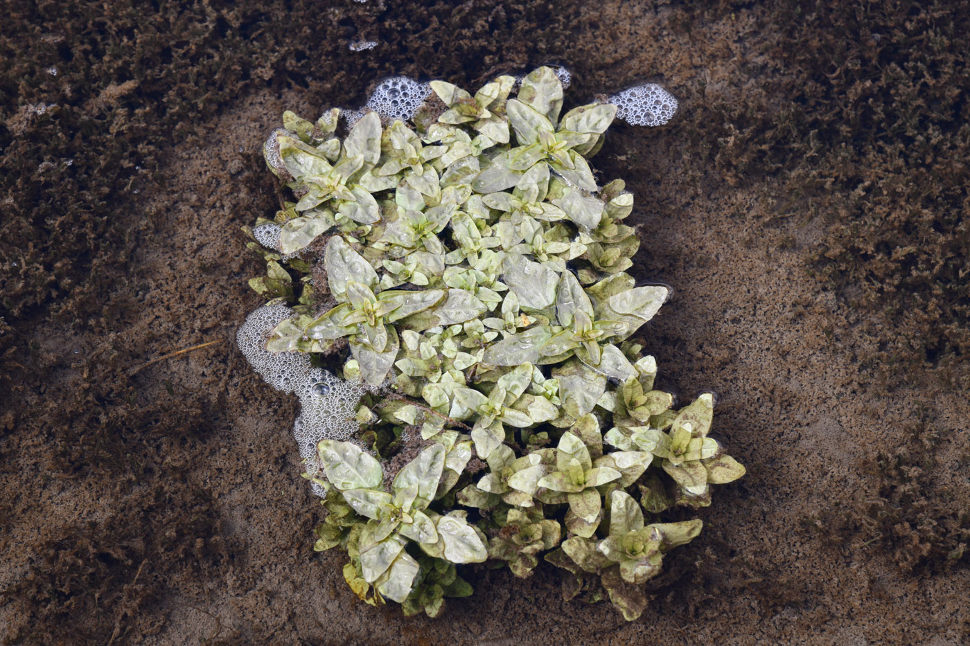 Image of genus Veronica specimen.