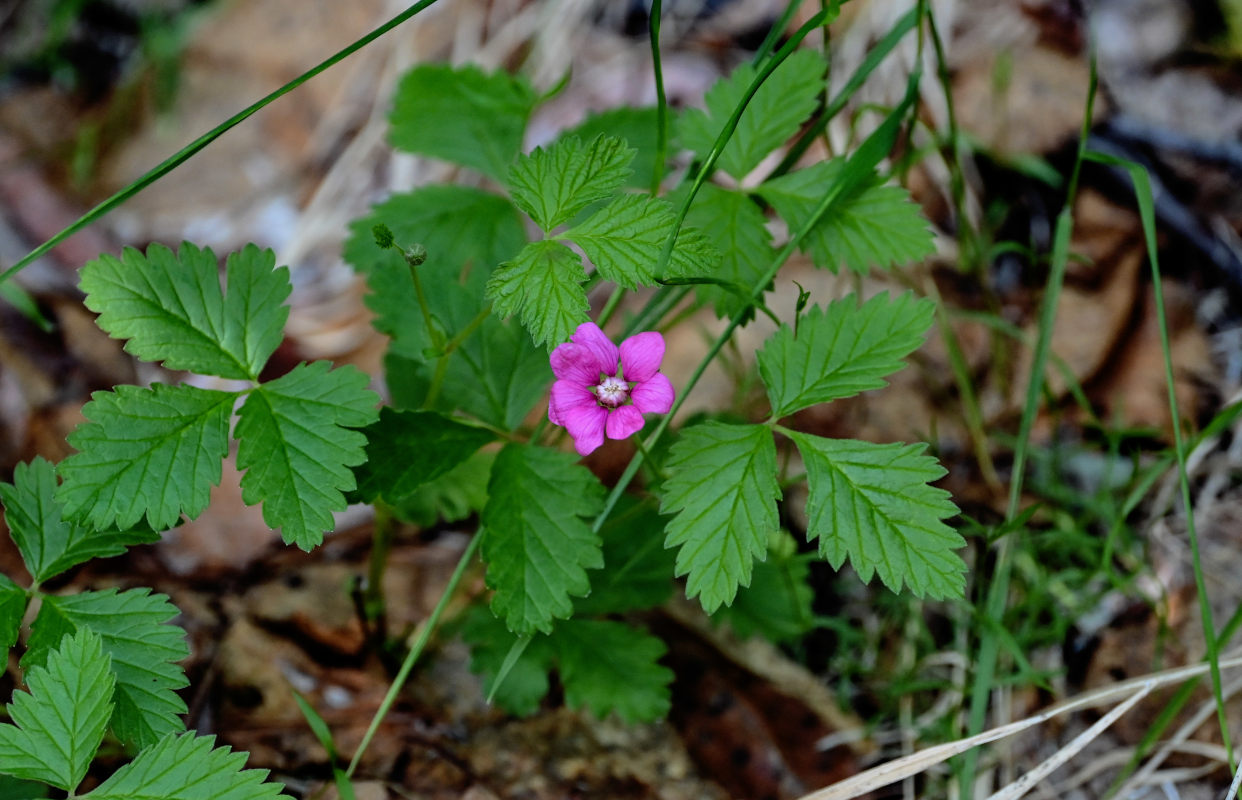 Image of Rubus arcticus specimen.