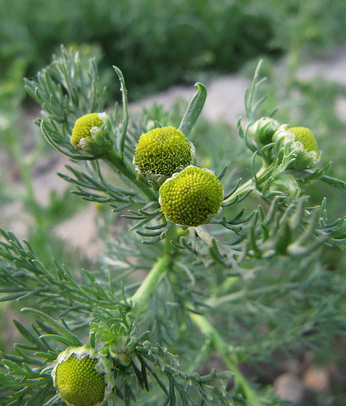 Image of Matricaria discoidea specimen.