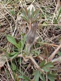 Pulsatilla dahurica