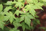 Acer komarovii