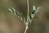 Astragalus albicaulis. Часть побега. Ростовская обл., Верхнедонской р-н, окр. хут. Стоговский, меловой склон. 09.06.2024.