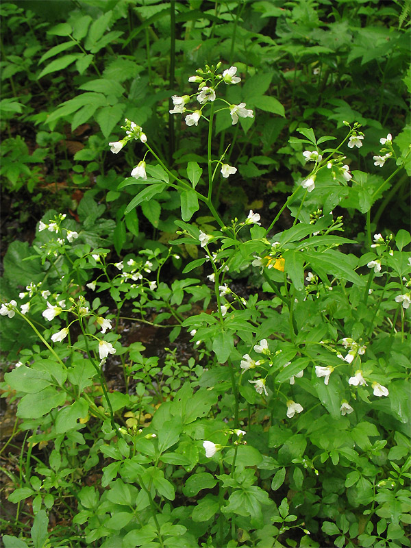 Изображение особи Cardamine amara.