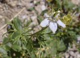 Nigella gallica. Цветок и фрагмент листа. Испания, Каталония, пров. Жирона, комарка Рипольес, муниципалитет Сеткасес, окр. курорта \"Вальтер 2000\", ≈2200 м н.у.м., среди блоков подпорной стены у дороги. 11.08.2024.