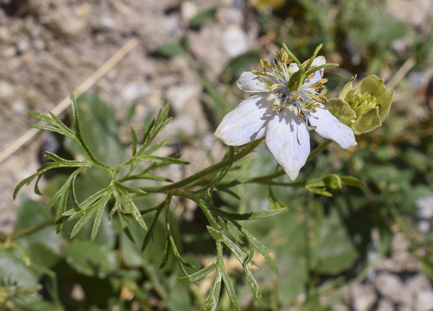 Image of Nigella gallica specimen.