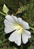 Alcea nudiflora