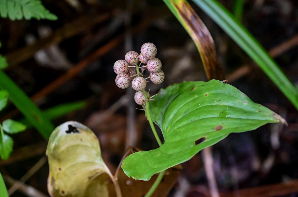 Изображение особи Maianthemum dilatatum.