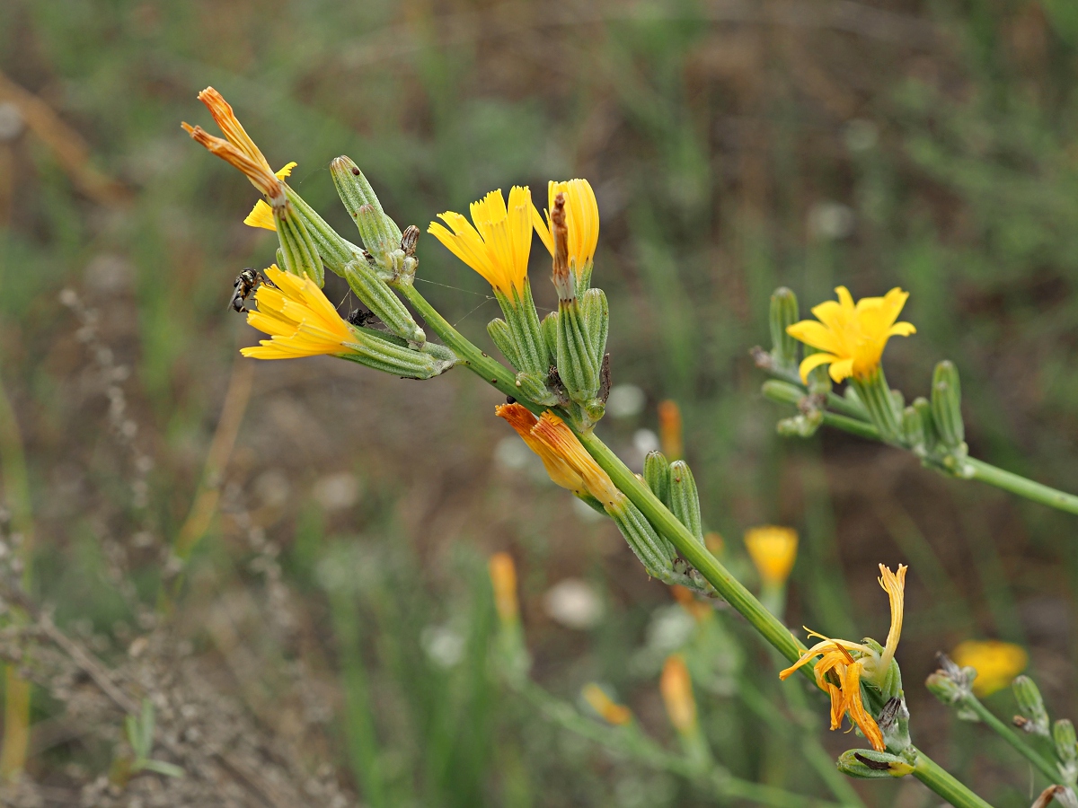 Image of Chondrilla juncea specimen.