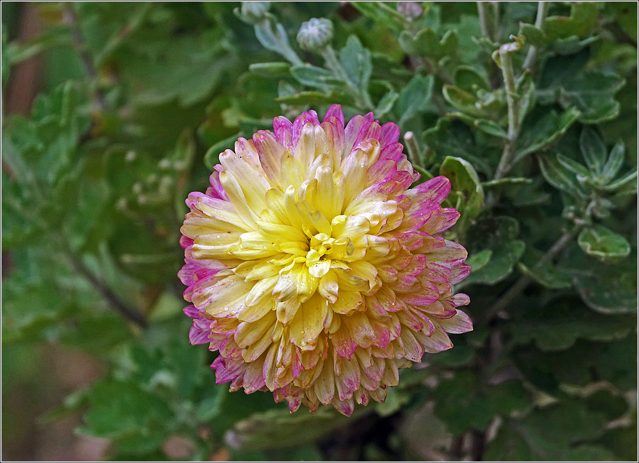Изображение особи Chrysanthemum indicum.