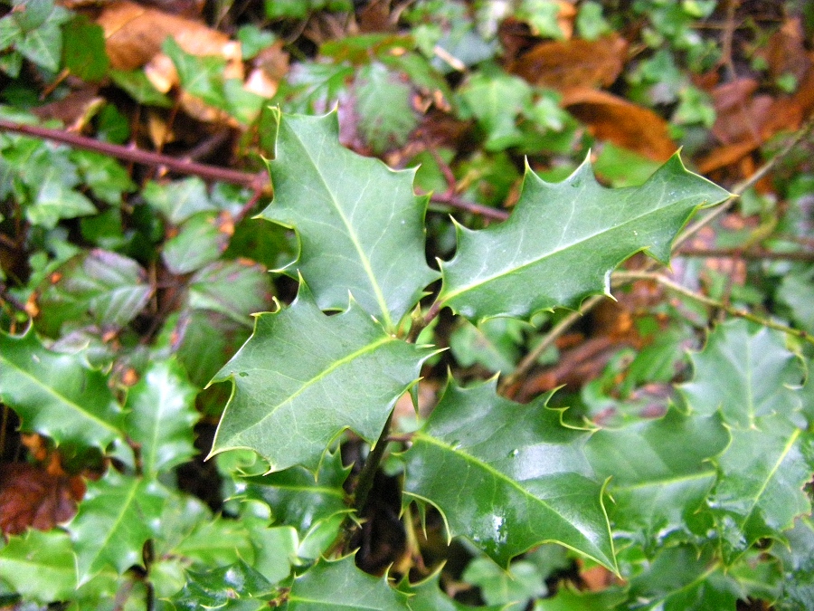 Изображение особи Ilex aquifolium.