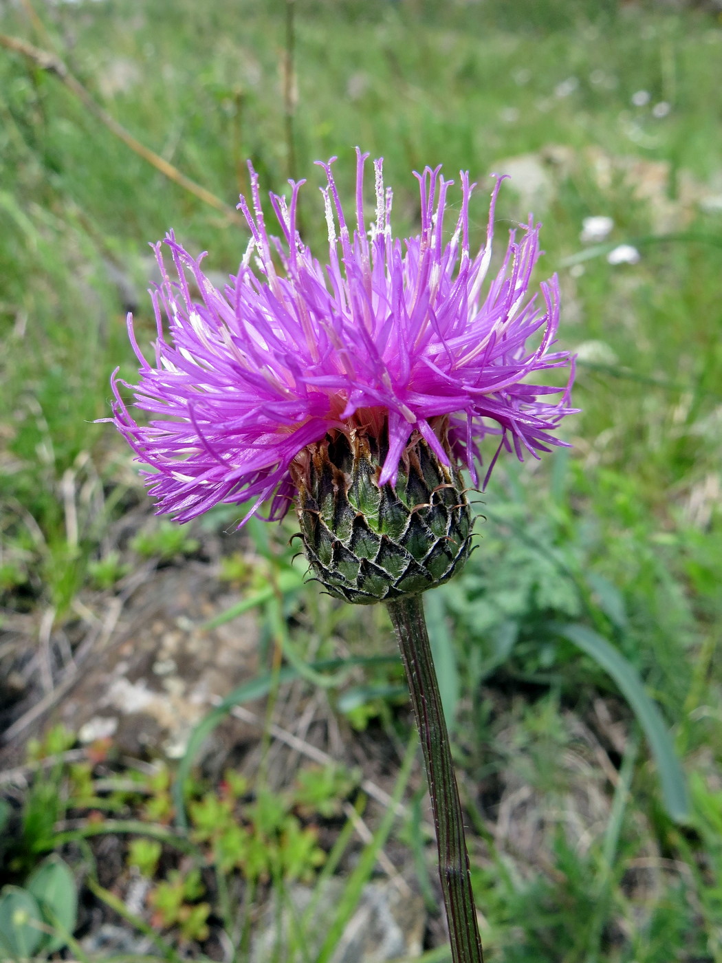 Image of Klasea marginata specimen.