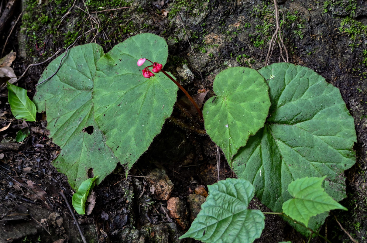 Image of Begonia guangxiensis specimen.