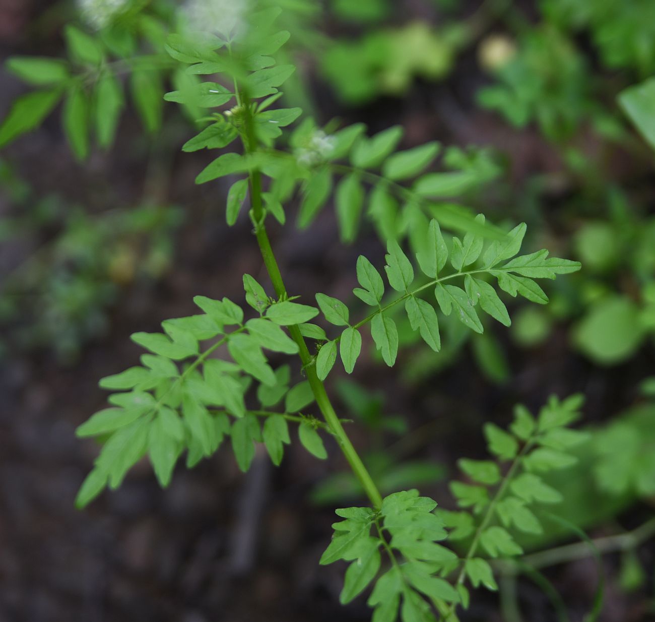 Изображение особи Cardamine impatiens.