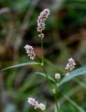 Persicaria lapathifolia