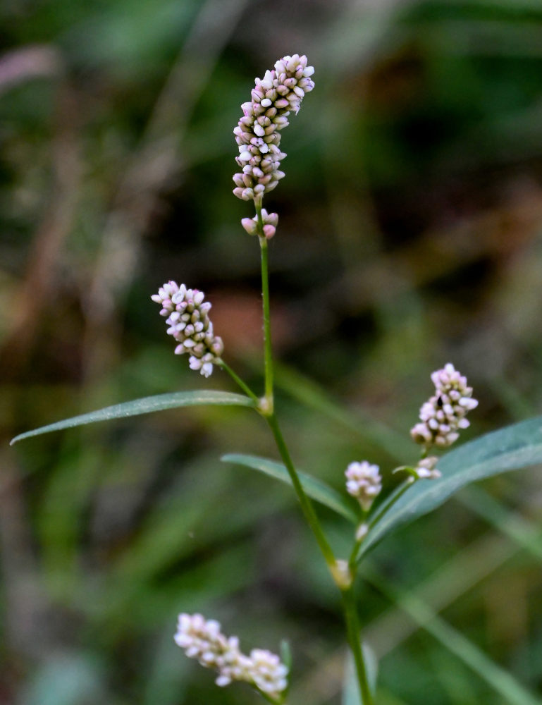 Image of Persicaria lapathifolia specimen.