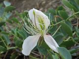 Capparis herbacea. Цветок. Крым, Керченский п-ов, глиняный береговой обрыв юго-восточнее с. Яковенково. 16.08.2008.