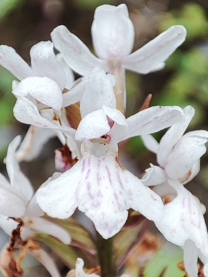 Изображение особи род Dactylorhiza.